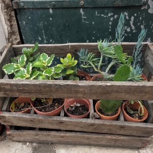 Caisse à vin jardinière