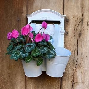 boite aux lettres suppir$ot de plantes